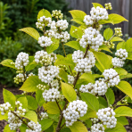 Krásnoplodka Bodinierova (Callicarpa bodinieri var. giraldii) ‘SNOW QUEEN’ - výška 40-50 cm, kont. C2L
